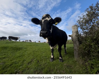 Close-up of cows grazing in a lush green field on a sunny day, with rolling hills and cloudy skies in the background - Powered by Shutterstock