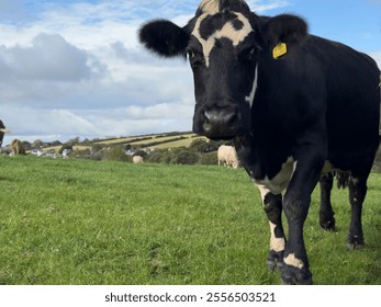 Close-up of cows grazing in a lush green field on a sunny day, with rolling hills and cloudy skies in the background - Powered by Shutterstock