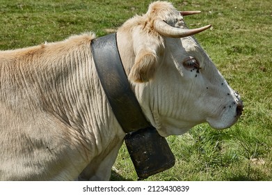 Close-up of a cow's head lying down and calm with a cowbell on its neck
