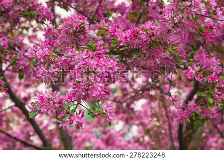 A closeup to Crabapple blossoms in the spring