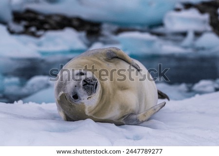Close-up of a crabeater seal -Lobodon carcinophaga- resting on a small iceberg near the fish islands on the Antarctic peninsula