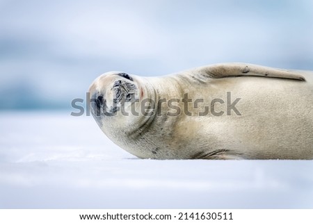 Close-up of crabeater seal lying watching camera