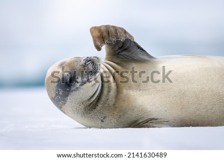 Close-up of crabeater seal scratching with flipper