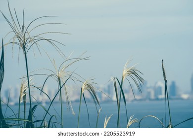 Close-up Of Crabgrass By The Sea