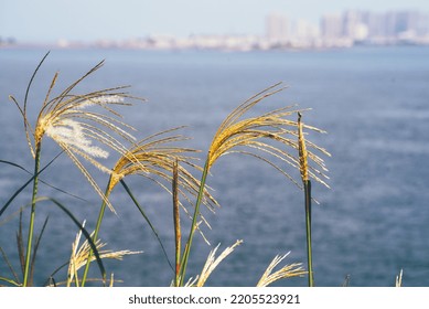 Close-up Of Crabgrass By The Sea