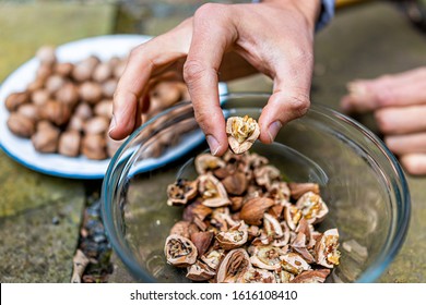 Closeup of cracked raw pecan nuts pile ingredient foraged hand placing in autumn on plate in shells