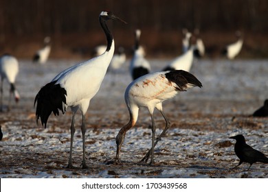 425 Crane Eating Fish Images, Stock Photos & Vectors | Shutterstock