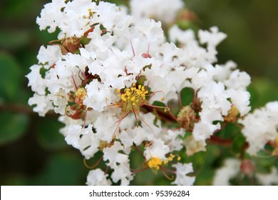 4,148 White crape myrtle Images, Stock Photos & Vectors | Shutterstock