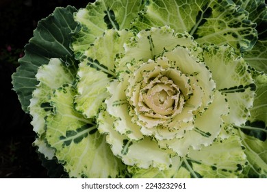 Close-up of a creamy white center of pigeon white ornamental cabbage, Acephala kale group, flowering cabbage - Shutterstock ID 2243232961