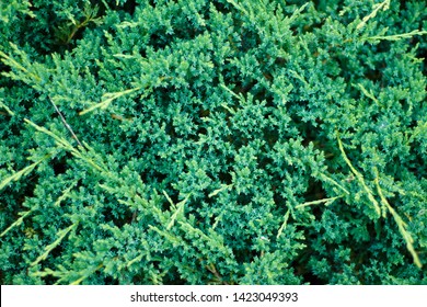 Closeup Of A Creeping Green Juniper Shrub As Background