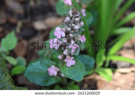 Close-up of creeping ground ivy (Günsel) with delicate pink flowers, highlighting the vibrant colors and texture of the leaves and blooms in a natural garden setting.