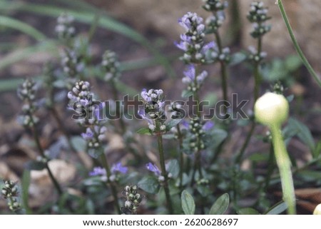 Close-up of creeping ground ivy with rich purple buds, contrasted by the closed buds of a daylily in the foreground, capturing a lush spring scene in nature.