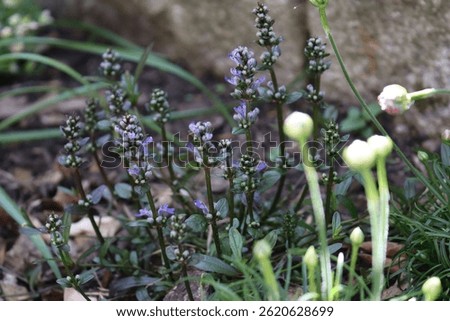 Close-up of creeping ground ivy with rich purple buds, contrasted by the closed buds of a daylily in the foreground, capturing a lush spring scene in nature.