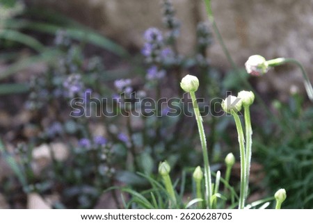 Close-up of creeping ground ivy with rich purple buds, contrasted by the closed buds of a daylily in the foreground, capturing a lush spring scene in nature.