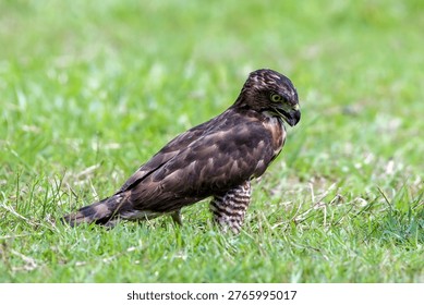 Close-up of a crested hawk eagle against a green background, Crested hawk eagle catching a prey	
