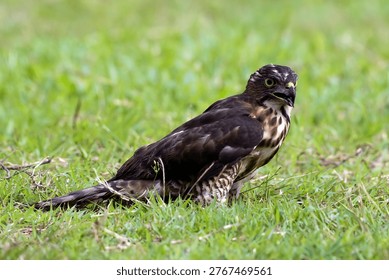 Close-up of a crested hawk eagle against a green background, Crested hawk eagle catching a prey	