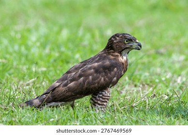 Close-up of a crested hawk eagle against a green background, Crested hawk eagle catching a prey	