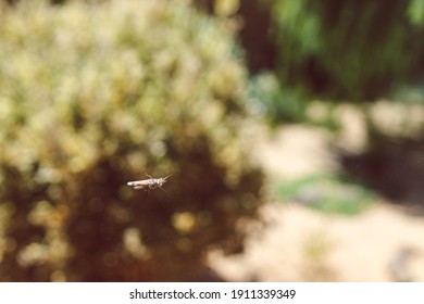 Close-up Of Cricket On Window Glass With Backyard Bokeh And Plant In The Background 