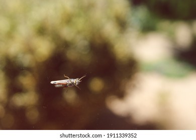 Close-up Of Cricket On Window Glass With Backyard Bokeh And Plant In The Background 