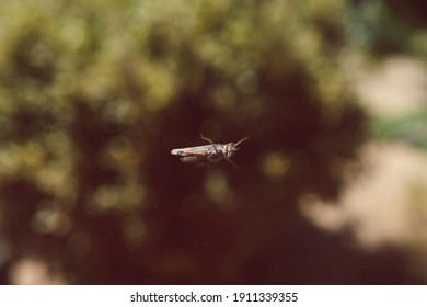 Close-up Of Cricket On Window Glass With Backyard Bokeh And Plant In The Background 