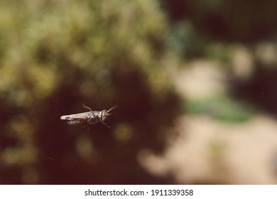 Close-up Of Cricket On Window Glass With Backyard Bokeh And Plant In The Background 