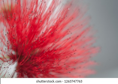 close-up of crimson blossom of flower of Metrosideros excelsa, also called New Zealand Christmas Tree