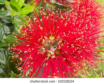 Close-up crimson blossoms of flowering New Zealand tree Pohutukawa, Metrosideros excelsa, also called New Zealand Christmas Tree.