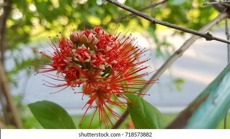Close-up crimson blossoms of flowering New Zealand tree Pohutukawa, Metrosideros excelsa, also called New Zealand Christmas Tree. 