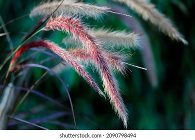 Close-up Of Crimson Fountaingrass On The Spring Field