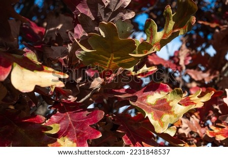 Closeup of crimson spire oak leaves in the fall as the sun streams down. Some leaves showing a unique pattern of both green and red on them. Underneath of others shows a green leaf with red veins. 