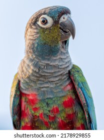 Closeup Crimson-bellied Conure Parrots on blue background. - Shutterstock ID 2178929855