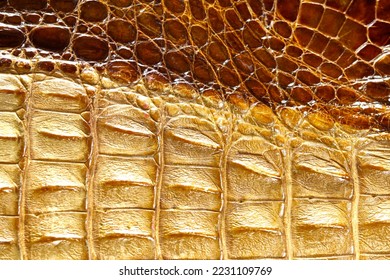 Close-up from crocodile bone carapace  - Shutterstock ID 2231109769