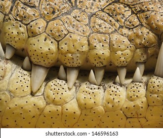 Close-up of crocodile teeth