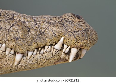 Close-up of crocodile teeth and front end of mouth