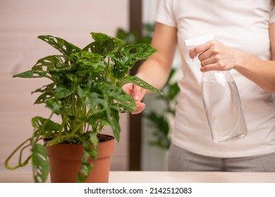 Close-up cropped shot of unrecognizable young woman florist spraying water on houseplants in flowerpots by sprayer. Closeup of female gardener sprinkles flowers using spray bottle.