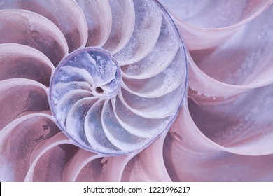 Closeup of cross section of a Nautilus shell in pastel blue and red colors