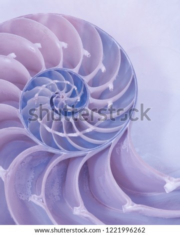 Closeup of cross section of a Nautilus shell in pastel blue and red colors