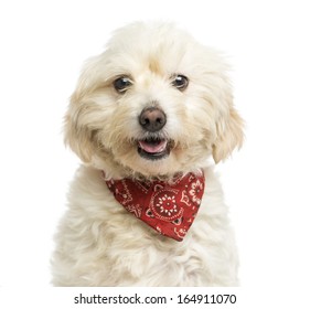 Close-up of a Crossbreed dog wearing a red bandana, panting, isolated on white