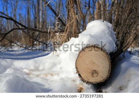 Close-up of cross-cut tree cut and cleared for winter trail maintenance