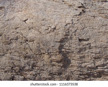 Close-up Of A Cross-section Of A Tree Trunk, Rotation