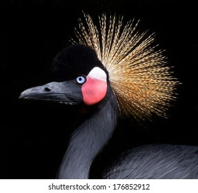Close-up of a crowned crane