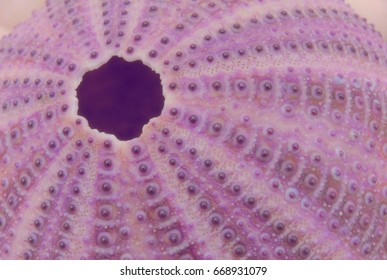 Closeup Of Crustacean Shells, With A Hole From Which It Climbs. The Marine Fauna. Live Nature. Sacred Geometry, Meditation,  Rhythm, Fractal, Macro. Magenta, Pink, Purple Toning