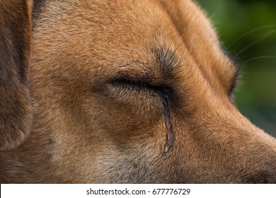 is my dog crying tears