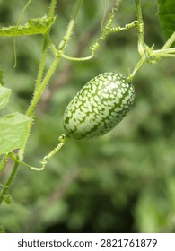 Close-up of a cucamelon fruit growing on the vine, a miniature marvel shaped by sunlight and soil - a delicate harvest revealing nature’s intricate designs.

