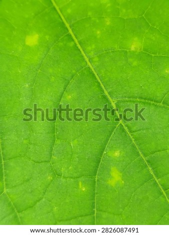 close-up of a cucurbit leaf (likely from the same cucumber vine) displaying early signs of plant stress or disease