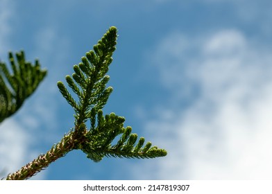 Close-up Of Cupressaceae Leaf From The Cypress Family.