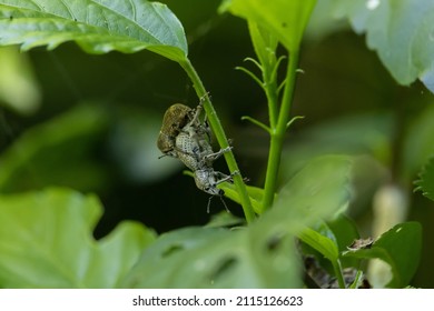 Closeup Of Curculionidae Insects On Foliage