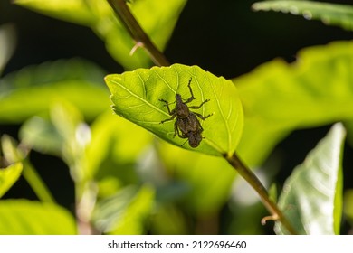 Closeup Of Curculionidae Insects On Foliage