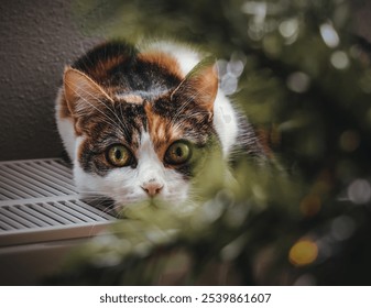 Close-up of a curious calico cat with intense green eyes, hiding and observing from behind foliage indoors. - Powered by Shutterstock