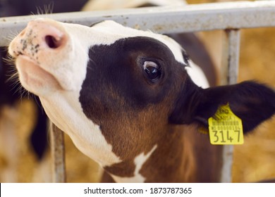 Close-up Of Curious Cute Baby Calf With Ear Tag Number Poking Its Head Through Bars Of Its Cage And Looking At Camera With Clever Shiny Eye Standing In Barn On Livestock Farm. Cattle Breeding Concept